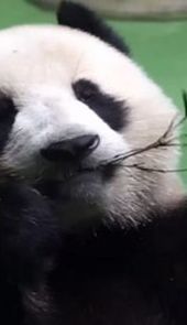 大熊猫认脸