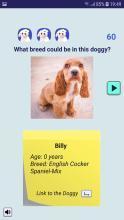 Adopt a Doggy Quiz  find a cute shelter dog