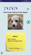 Adopt a Doggy Quiz  find a cute shelter dog