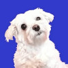Adopt a Doggy Quiz  find a cute shelter dog 