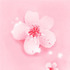 桃花视桃花视频免费观看 1.0
