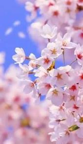 2021成都青白江凤凰湖樱花节