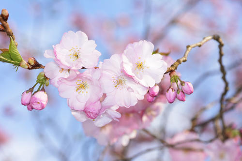 2021成都青白江凤凰湖樱花节