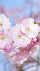 2021成都青白江凤凰湖樱花节