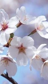 2021成都青白江凤凰湖樱花节