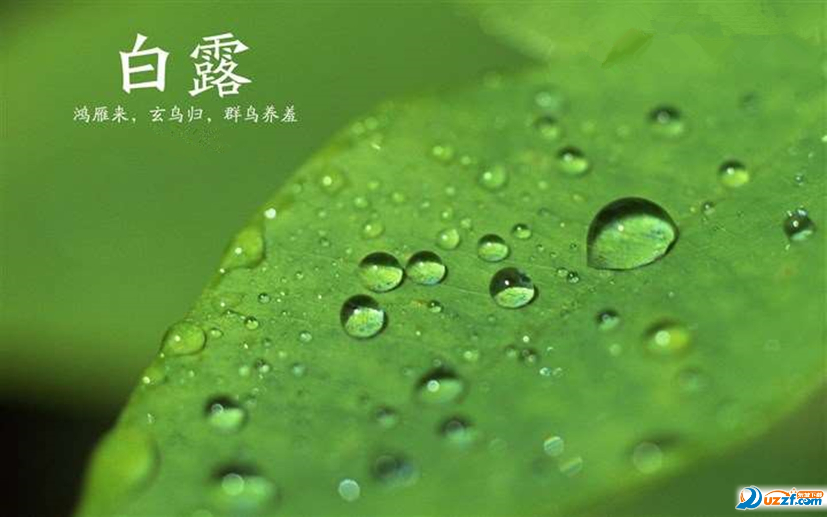 白露节气图片大全 唯美