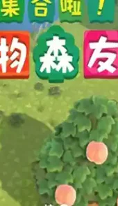 猛男捡树枝