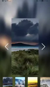 四季青青