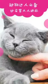 猫语狗语翻译器