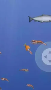 大鱼吃小鱼3d版