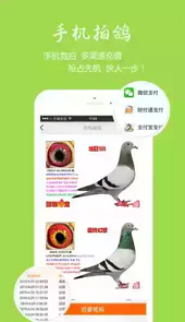 中国信鸽信息网手机版