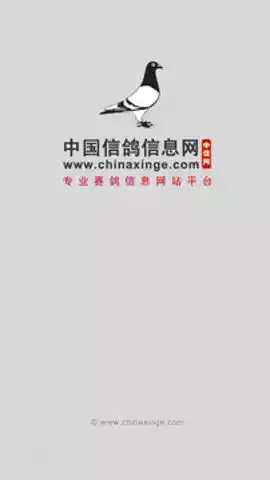 中国信鸽信息网官网赛事直播