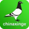 中国信鸽信息网官网赛事直播 1.21