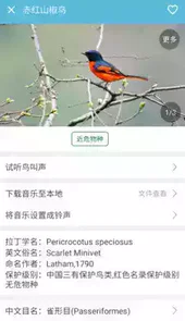 鸟叫声大全 mp3