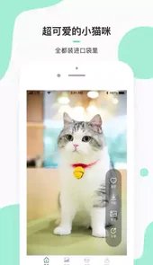每日一猫动图