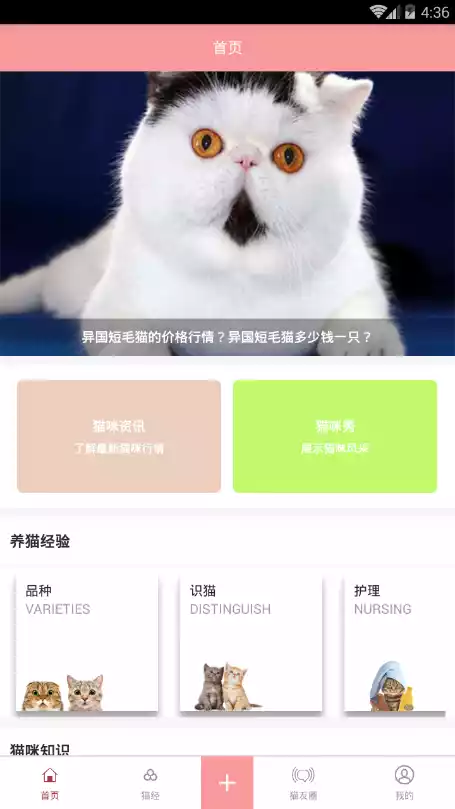 爱猫咪商城