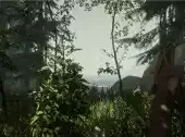 the forest