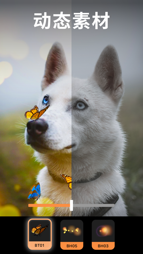 pixaloop专业免费