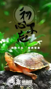 搜龟网手机版