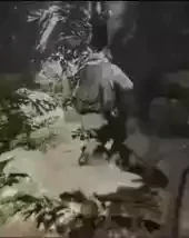 sons of the forest