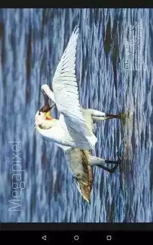 safari安卓浏览器