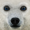 终极北极熊模拟器(ArcticSim) 2.8