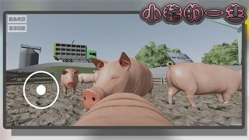 小猪的一生